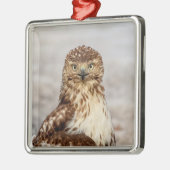 Ungetarnter Rotschwanzfalken auf dem Boden Silbernes Ornament (Links)