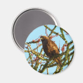 Ungetarnter Rotschwanzfalken in Ocotillo Bush Magnet (Vorderseite/Rückseite)