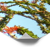 Ungetarnter Rotschwanzfalken in Ocotillo Bush Poster (Ecke)