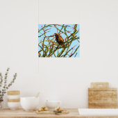 Ungetarnter Rotschwanzfalken in Ocotillo Bush Poster (Küche)