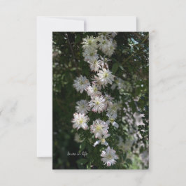 Ungewöhnlich während Clematis Mitteilungskarte