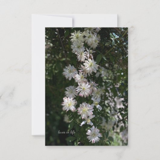 Ungewöhnlich während Clematis Mitteilungskarte (Vorderseite)