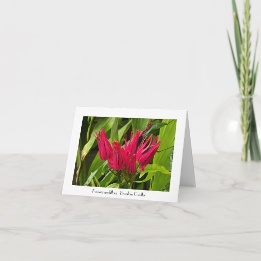 Ungewöhnliche brasilianische Kerzen Gruß Danke Not Karte (Vorderseite)