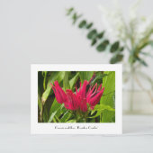 Ungewöhnliche brasilianische Kerzen oder viele Blu Postkarte (Stehend Vorderseite)