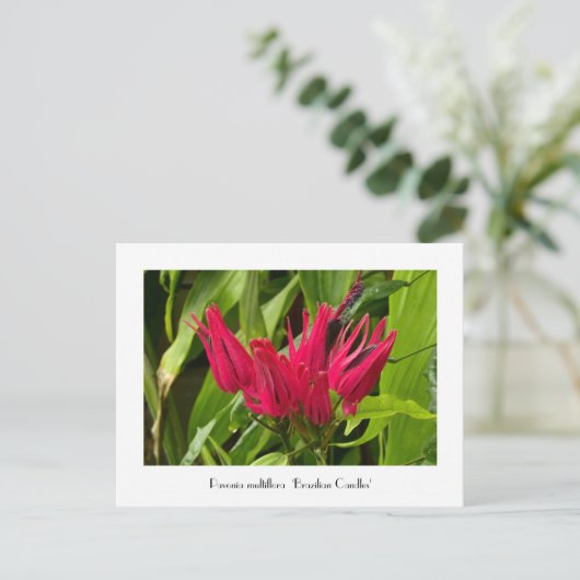 Ungewöhnliche brasilianische Kerzen oder viele Blu Postkarte (Stehend Vorderseite)