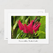 Ungewöhnliche brasilianische Kerzen oder viele Blu Postkarte (Vorne/Hinten)