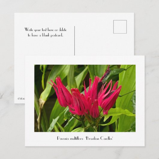 Ungewöhnliche brasilianische Kerzen oder viele Blu Postkarte (Vorne/Hinten)