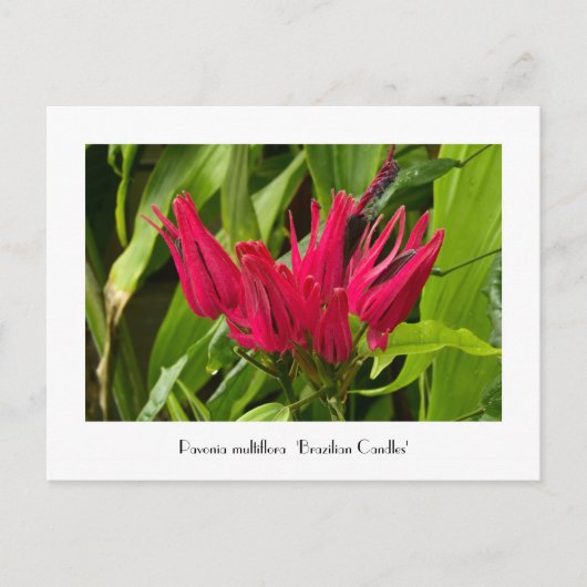 Ungewöhnliche brasilianische Kerzen oder viele Blu Postkarte (Vorderseite)