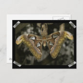 Ungewöhnliche Modemkarte Postkarte (Vorne/Hinten)