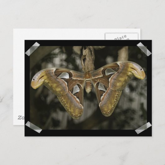 Ungewöhnliche Modemkarte Postkarte (Vorne/Hinten)