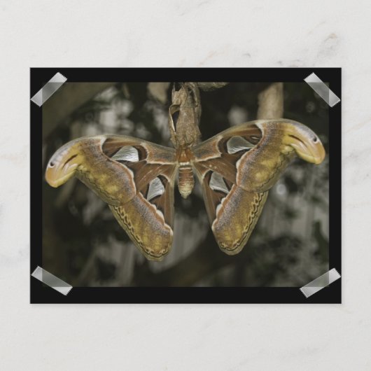 Ungewöhnliche Modemkarte Postkarte (Vorderseite)