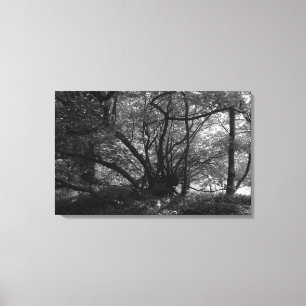 Ungewöhnlicher Baum, Bute Park, Cardiff, Wales BW Leinwanddruck