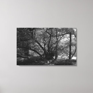 Ungewöhnlicher Baum, Bute Park, Cardiff, Wales BW Leinwanddruck