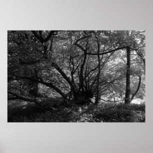 Ungewöhnlicher Baum, Bute Park, Cardiff, Wales BW Poster