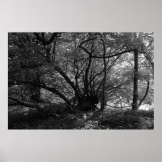 Ungewöhnlicher Baum, Bute Park, Cardiff, Wales BW Poster