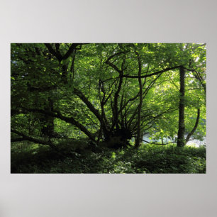 Ungewöhnlicher Baum, Bute Park, Cardiff, Wales Poster