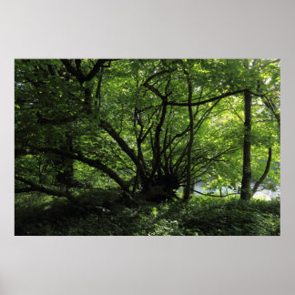 Ungewöhnlicher Baum, Bute Park, Cardiff, Wales Poster