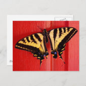 ungewöhnlicher Schmetterling Postkarte (Vorne/Hinten)