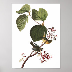 Ungewöhnlicher Vintage-Audubon-Warbler-Poster-Druc Poster