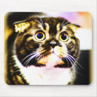 Unglaublich witzig Foto einer lustigen Katze. Jetz