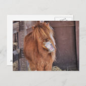 Unglaublich witzig Horsey Postkarte (Vorne/Hinten)