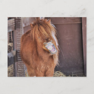 Unglaublich witzig Horsey Postkarte