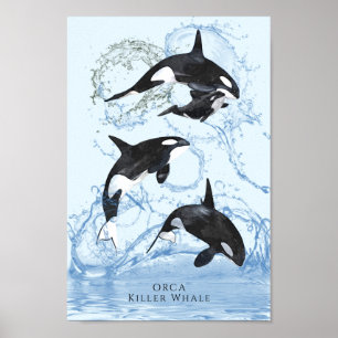 Unglaubliche Schwarz-Weiß-Wasserfarben-Orcas Poster