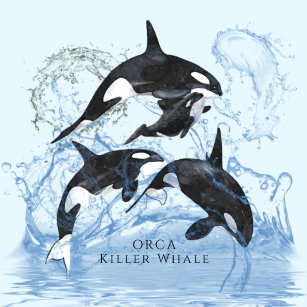 Orca Aufkleber Zazzle De