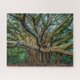 Unglaublicher Banyan-Baum Puzzle