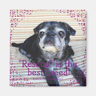Unglaublicher Magnet: "Rescue" ist die beste Rasse Magnet