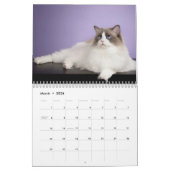 Unglaublicher Ragdolls Wandkalender (Mär 2026)