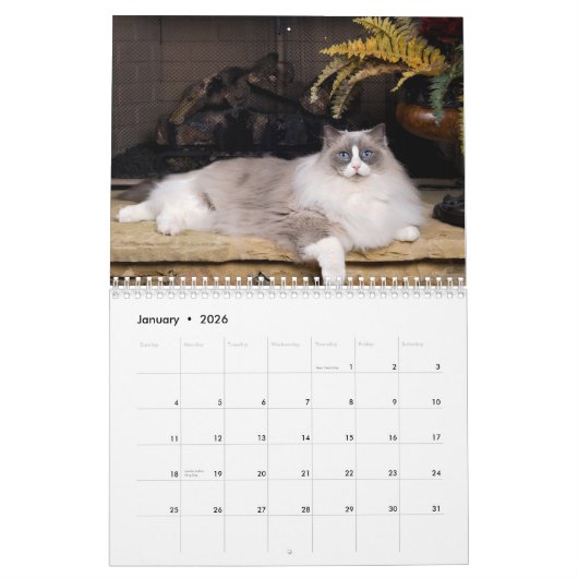 Unglaublicher Ragdolls Wandkalender (Jan 2026)