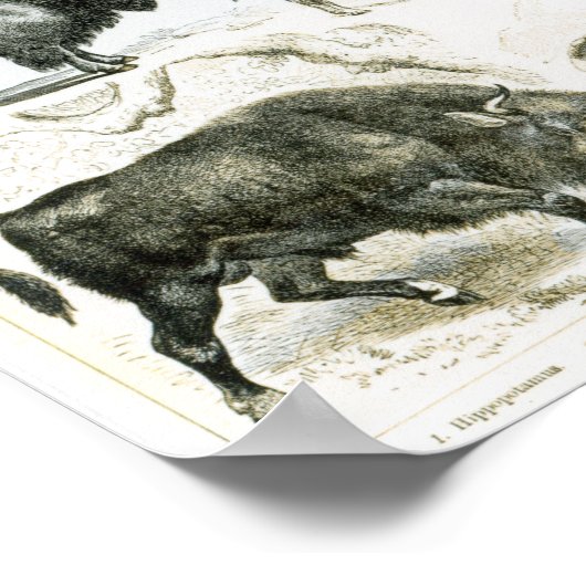 Ungulata oder Haustiere Poster (Ecke)