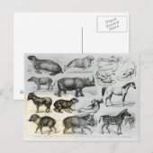 Ungulata oder Haustiere Postkarte (Vorne/Hinten)