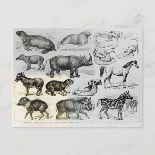 Ungulata oder Haustiere Postkarte (Vorderseite)