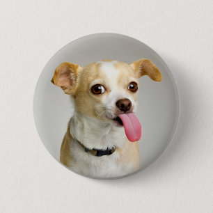 Unhöflicher Chihuahua-Knopf Button