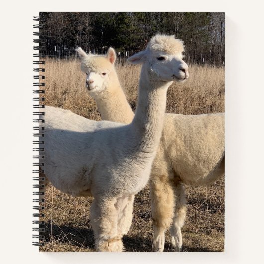 Uni Ruled Spiral Notebook - White Alpacas Notizblock (Vorderseite)