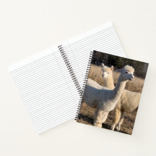 Uni Ruled Spiral Notebook - White Alpacas Notizblock