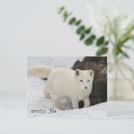 Unique Arctic Fox Postcard Postkarte (Stehend Vorderseite)