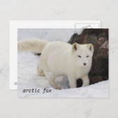 Unique Arctic Fox Postcard Postkarte (Vorne/Hinten)