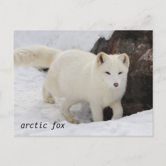 Unique Arctic Fox Postcard Postkarte (Vorderseite)
