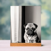 Unique Black and White Pug Dog Portrait Acrylschild (Neutral)