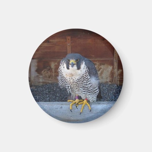 Unity Magnet (Vorne)