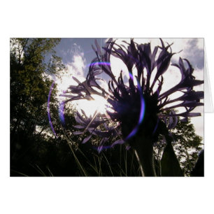 universelle Sonne