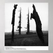 University of California by Ansel Adams Poster (Vorne)