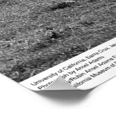 University of California, Santa Cruz, 1963 Poster (Ecke)