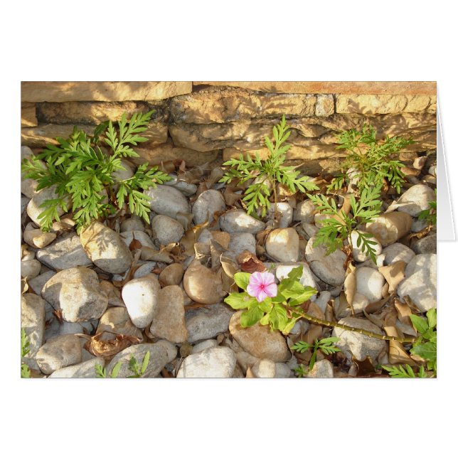 Unkraut (Vorderseite (Horizontal))