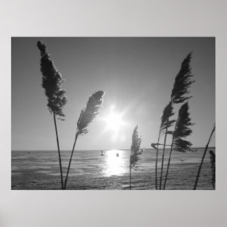 Unkraut aus Schwarz und Weiß Poster