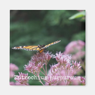 Unkraut-botanischer Magnet Joes Pye