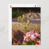 Unkraut in meinem Garten Postkarte (Vorne/Hinten)